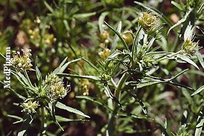 Flohsamen