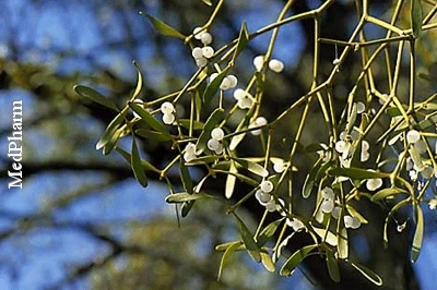 Vogelmistel