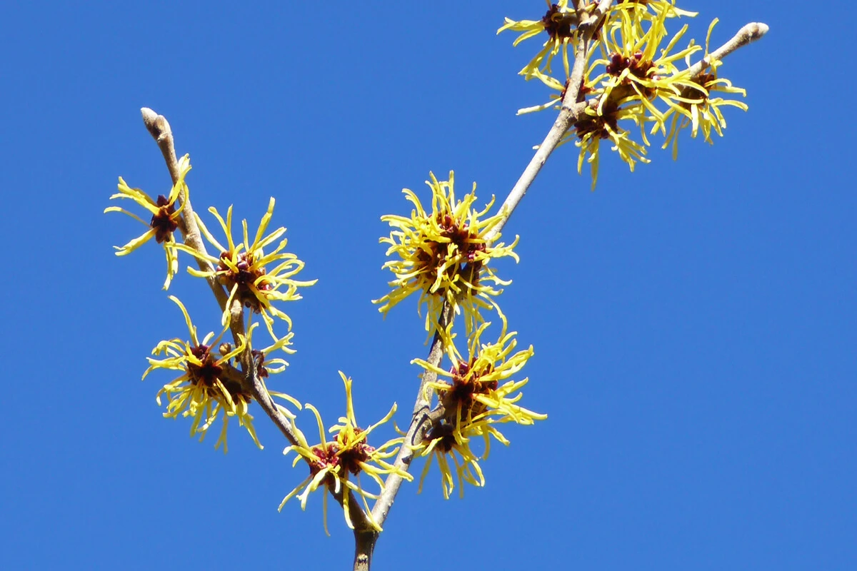 Hamamelis
