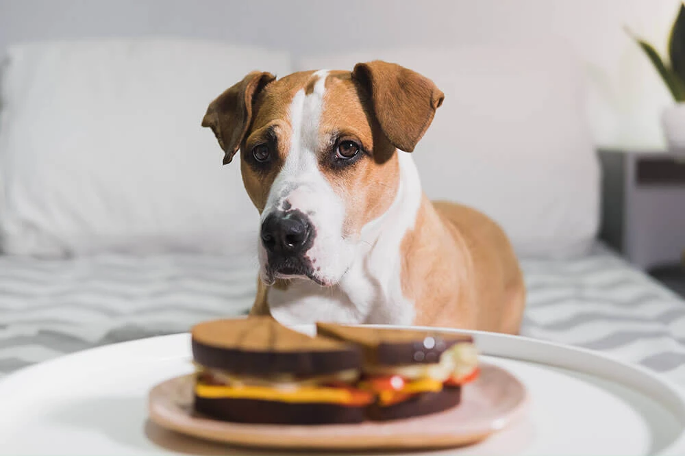 7 kulinarische Tabus für Hund und Katz‘